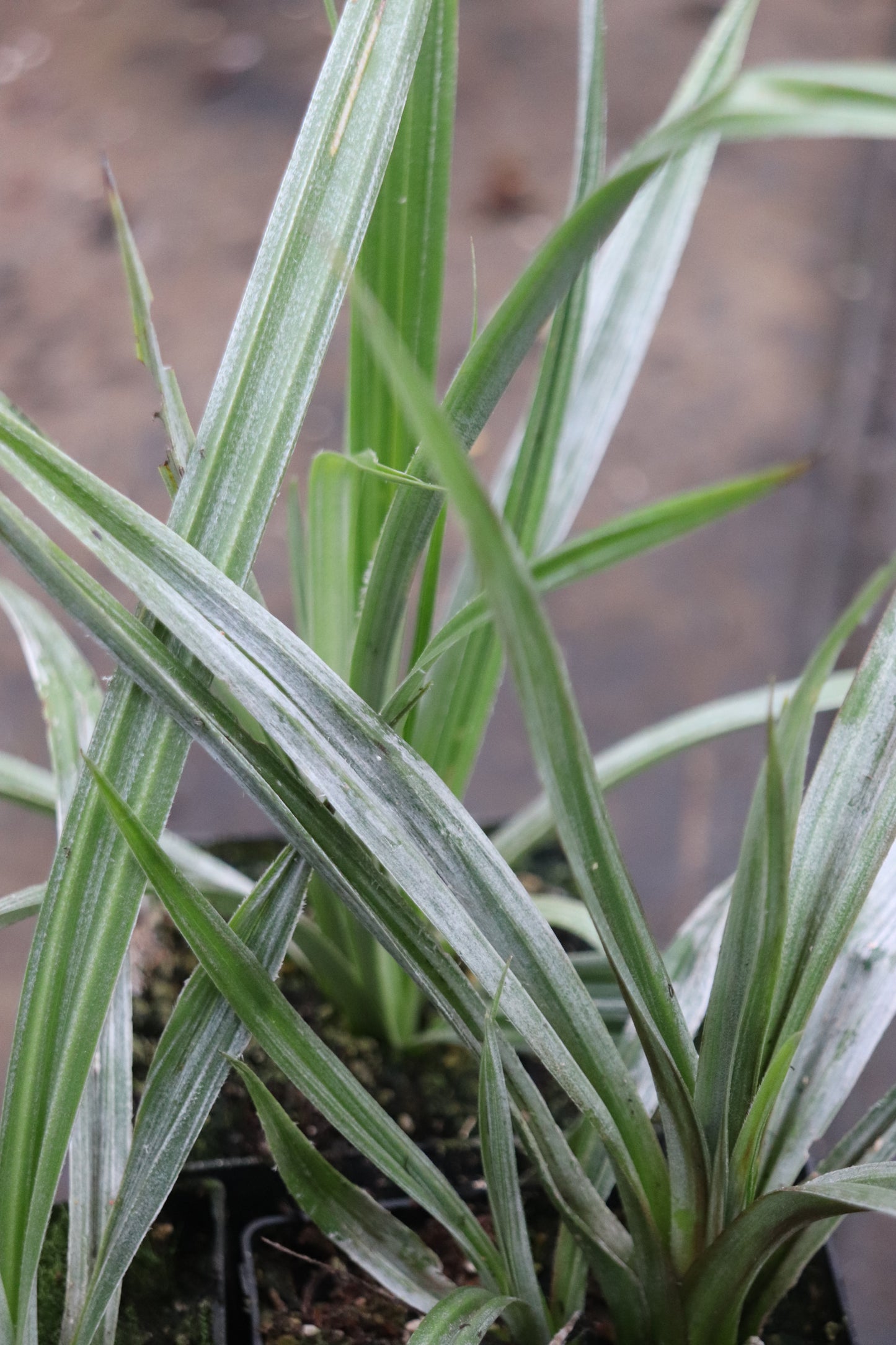 Astelia chathamica 'Silver Spear'