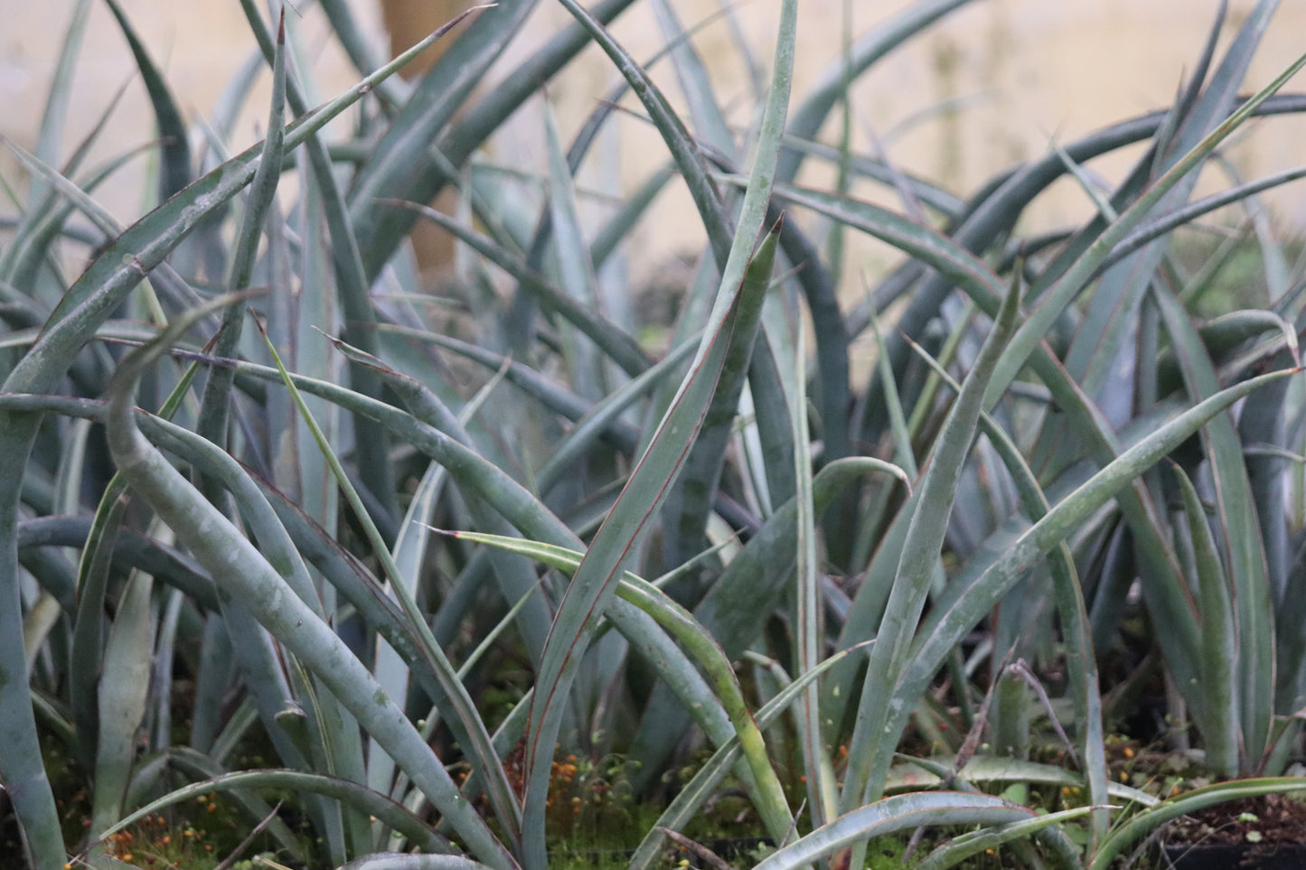 Yucca torreyi 'Pecos Blue'