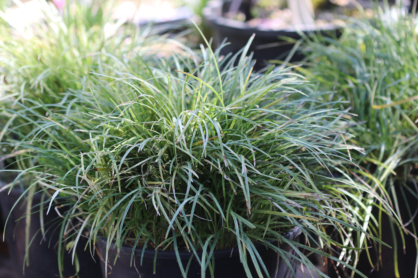 *RETAIL - Ophiopogon 'Seiryu'