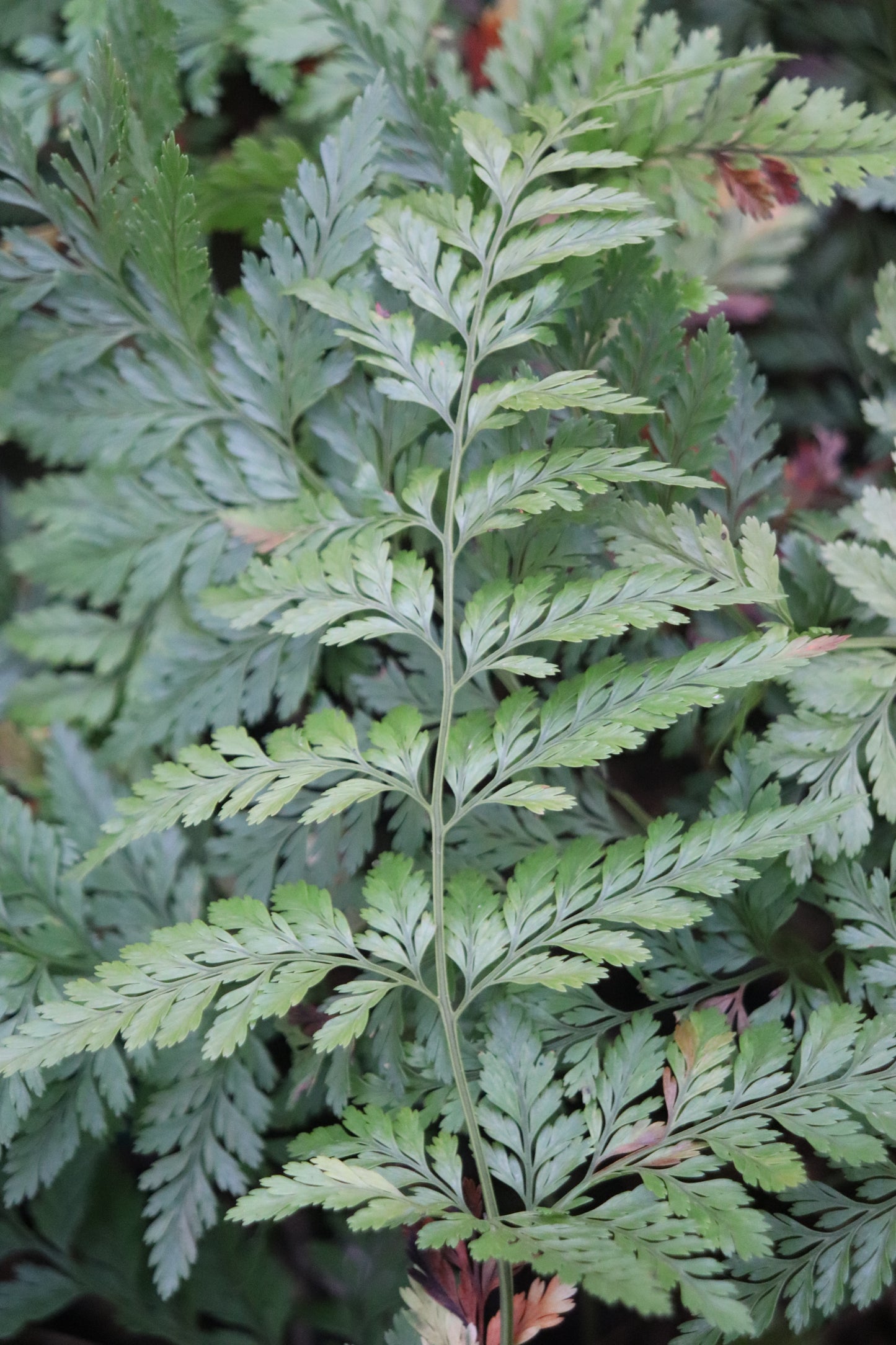 Davallia trichomanoides