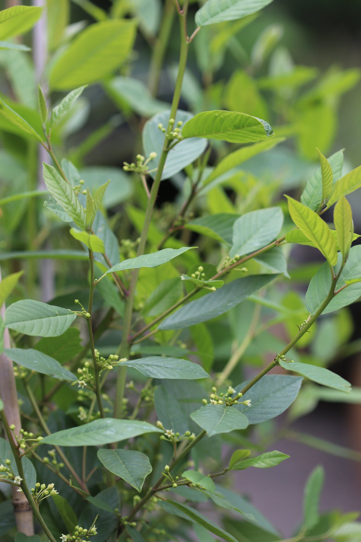 *RETAIL - Rhamnus purshiana x 'Santa Lucia'