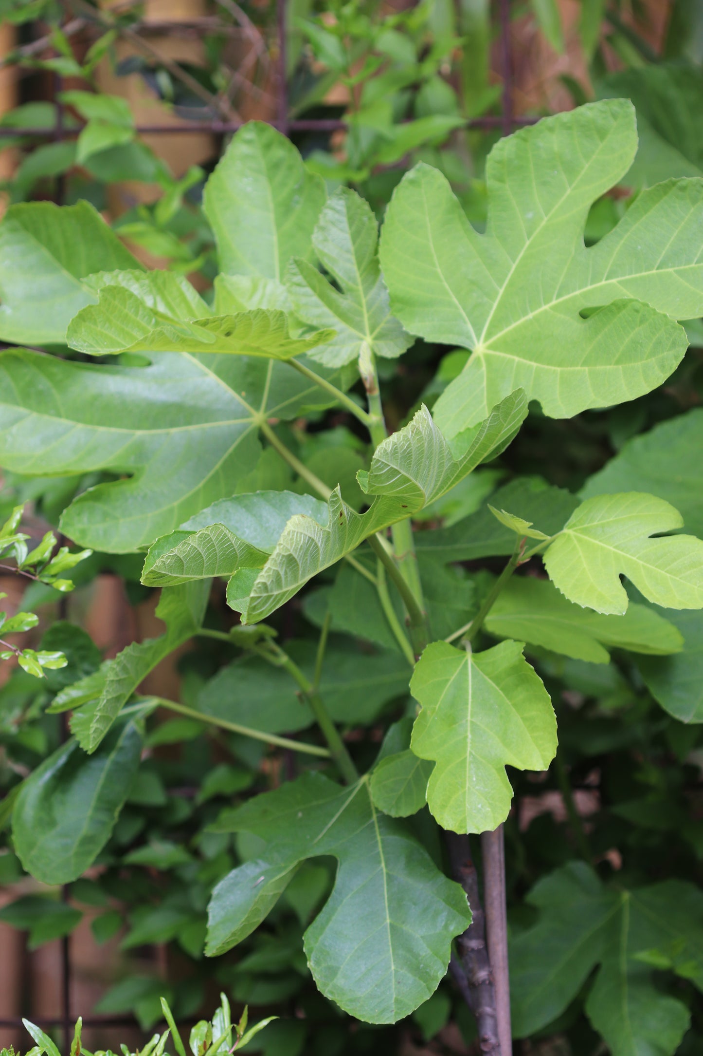 *RETAIL - Ficus carica 'Hollier'