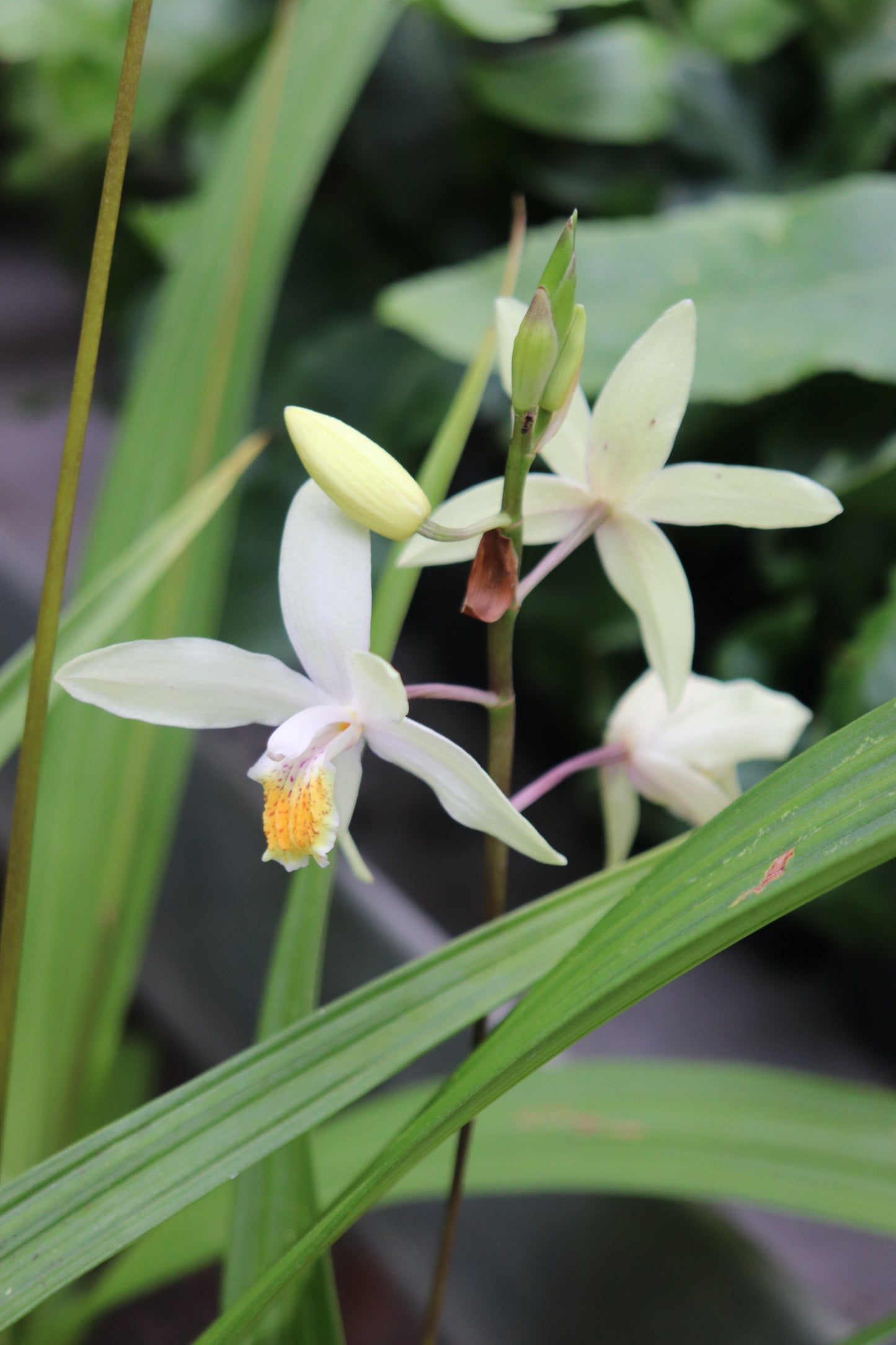 *RETAIL - Bletilla ochracaea 'Chinese Butterfly'