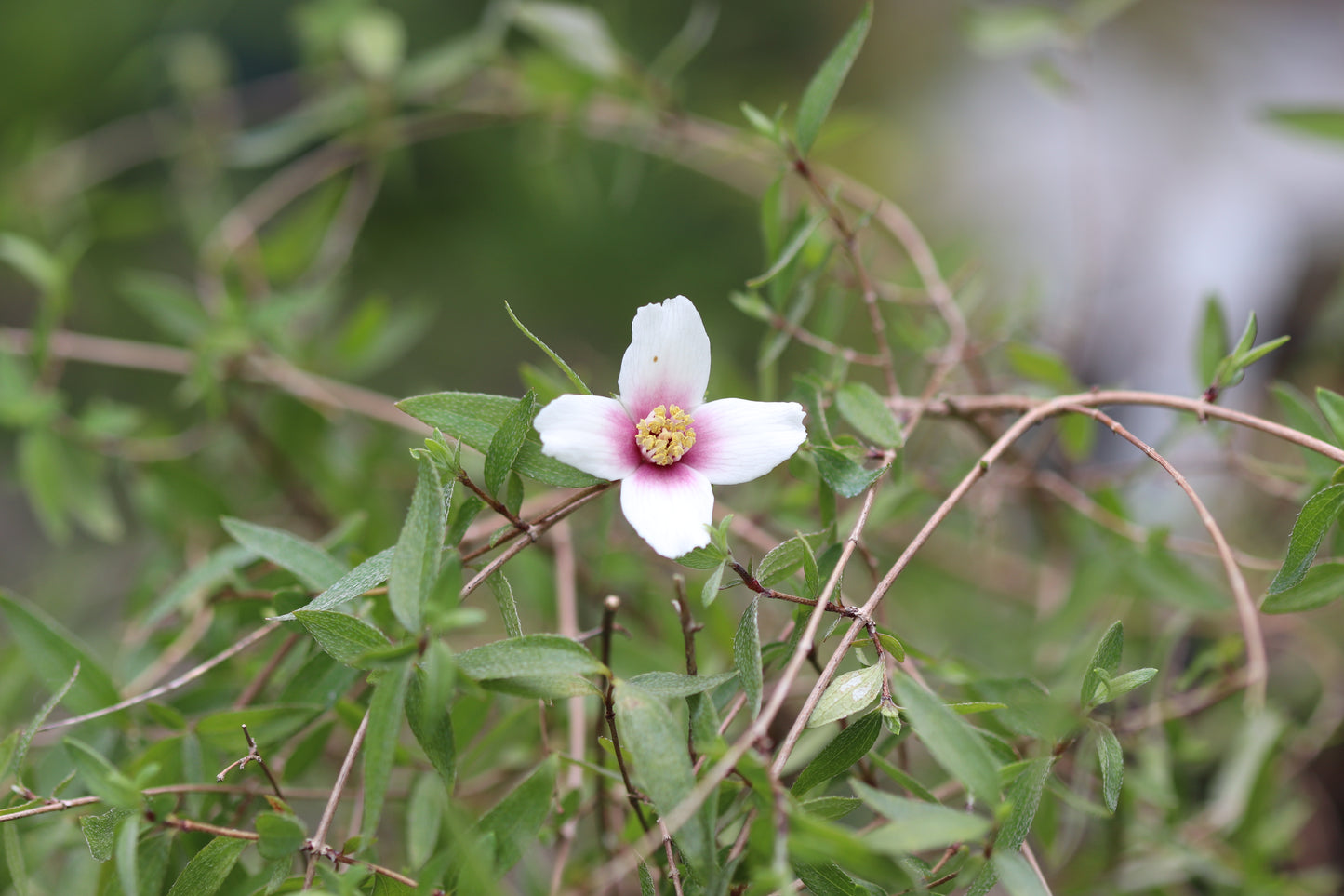 *RETAIL - Philadelphus madrensis