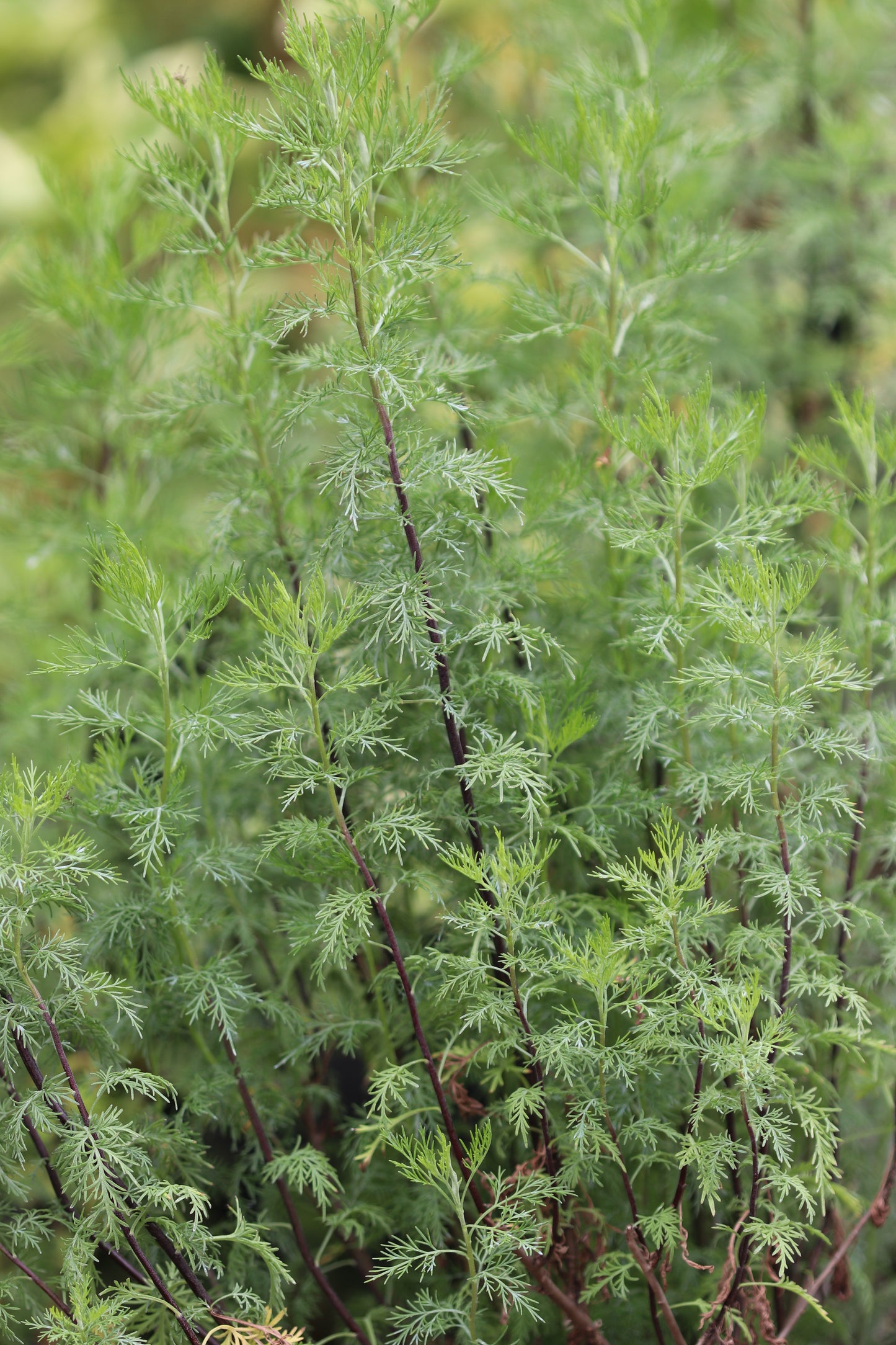 *RETAIL - Artemisia molinieri