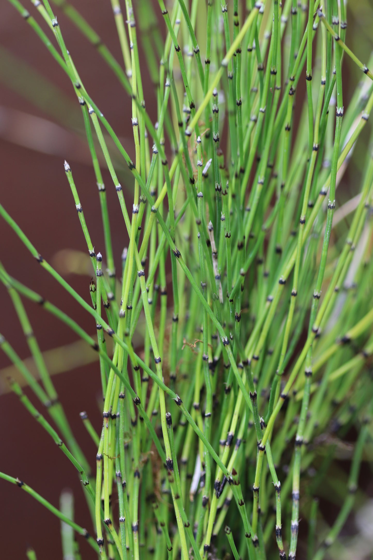*RETAIL - Equisetum scirpoides