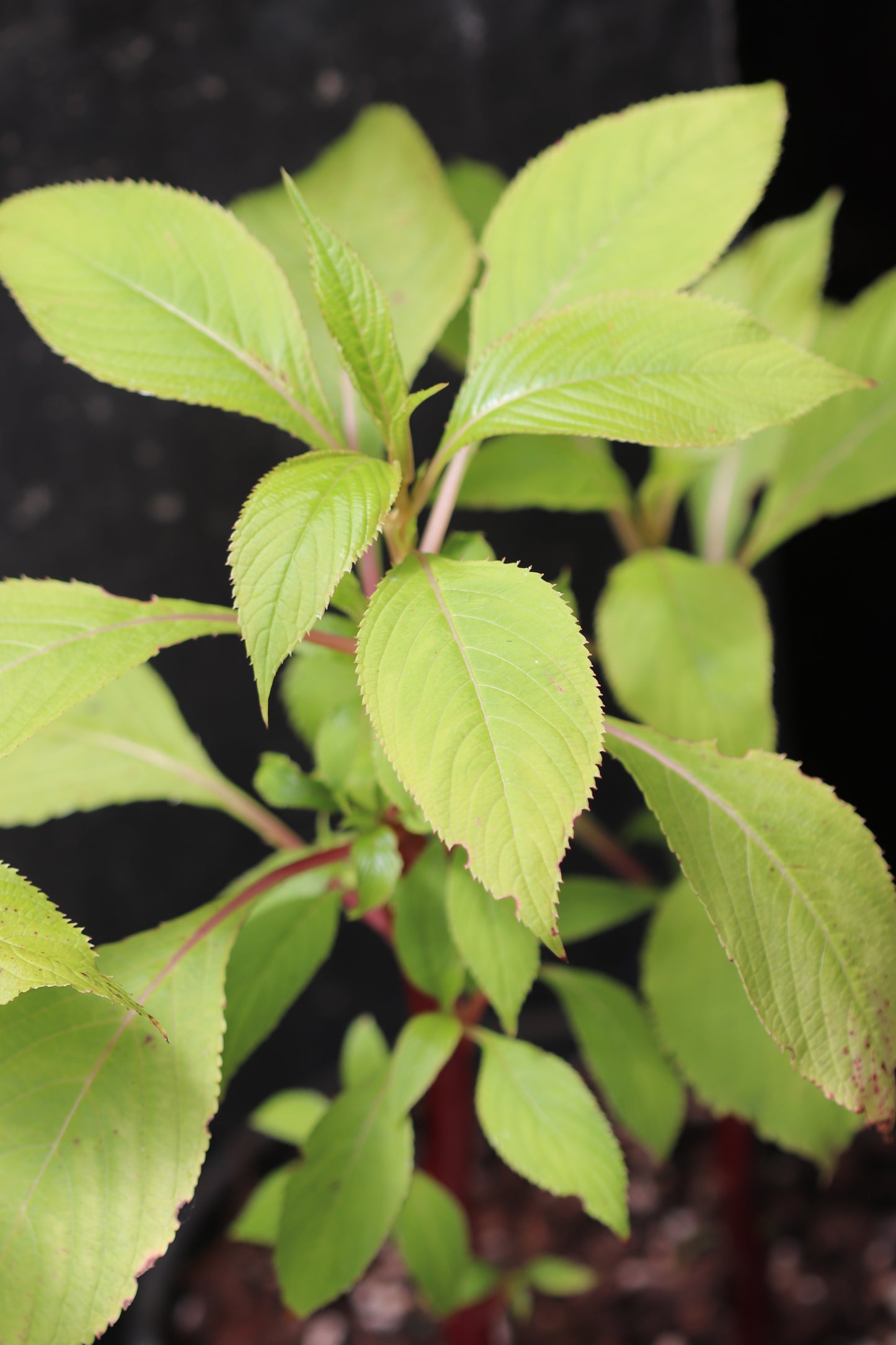 *RETAIL - Impatiens flanaganae