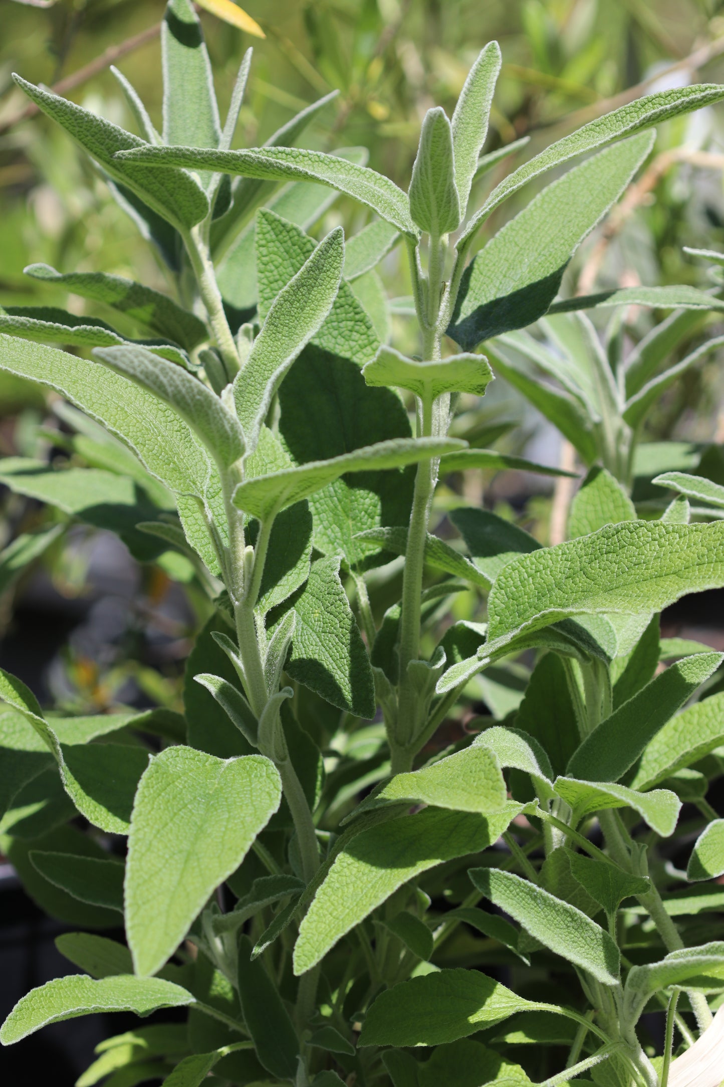 *RETAIL - Phlomis fruticosa