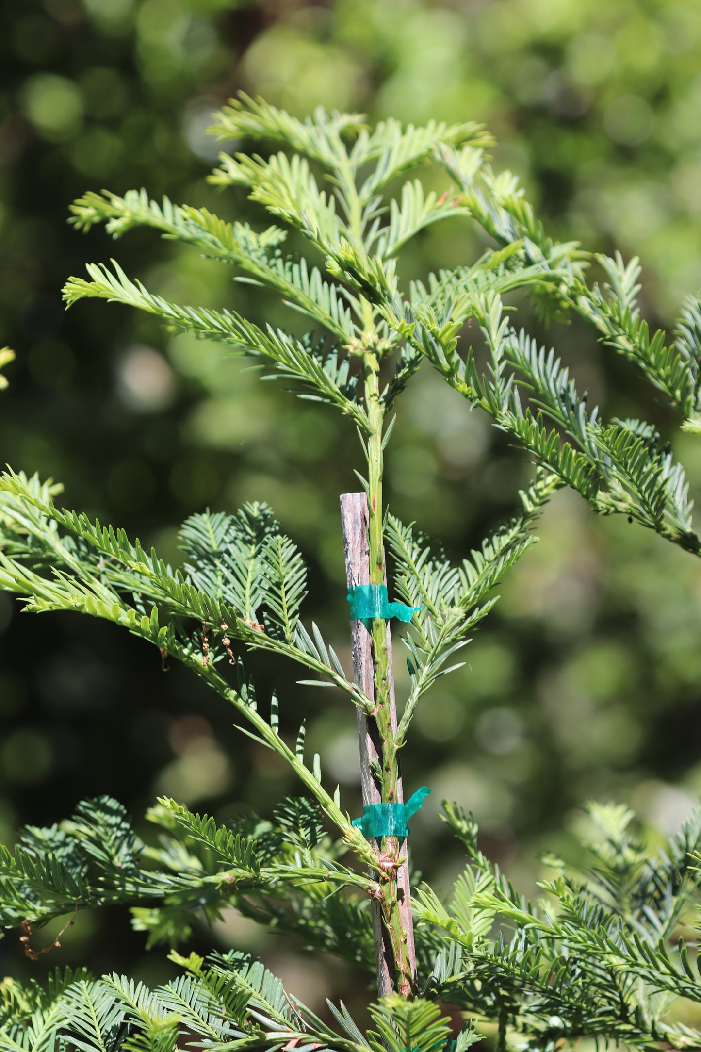 *RETAIL - Sequoia sempervirens 'Aptos Blue'