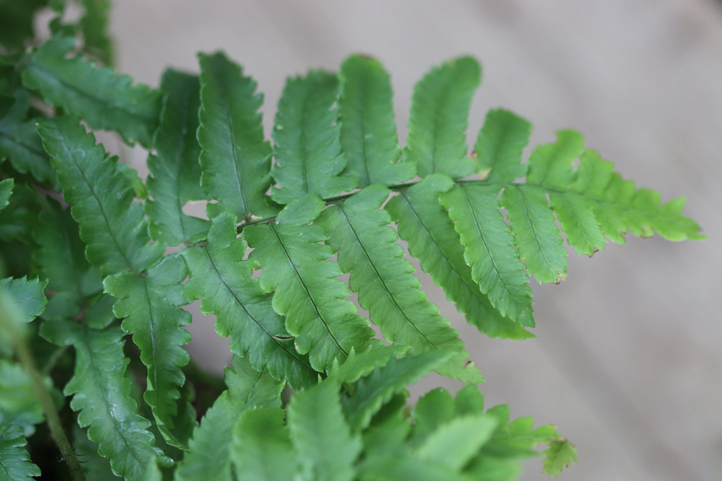 *RETAIL - Dryopteris atrata