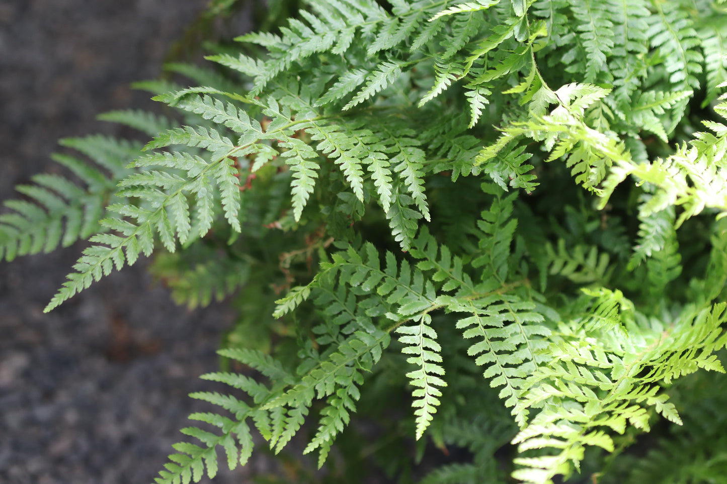 *RETAIL - Polystichum braunii