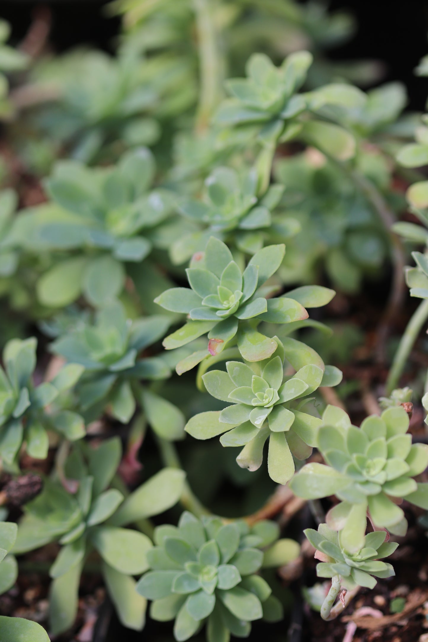 *RETAIL - Sedum palmeri 'Mendoza'