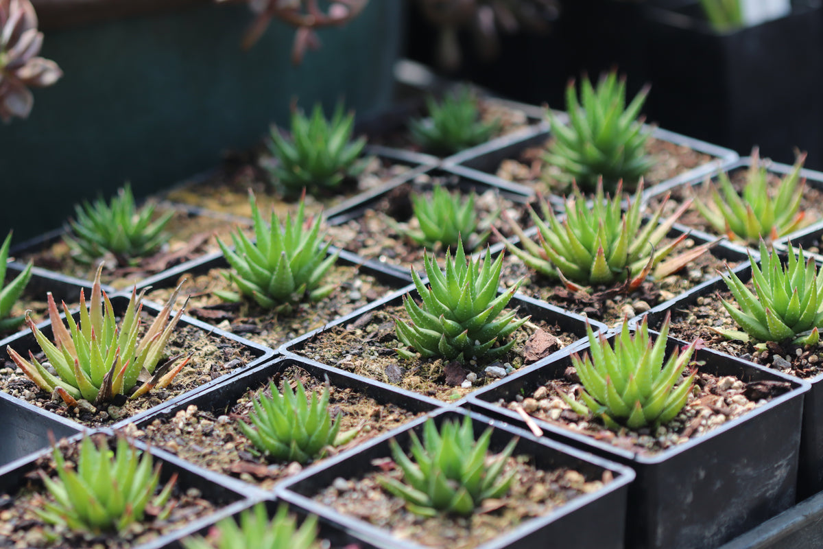 Haworthia fasciata