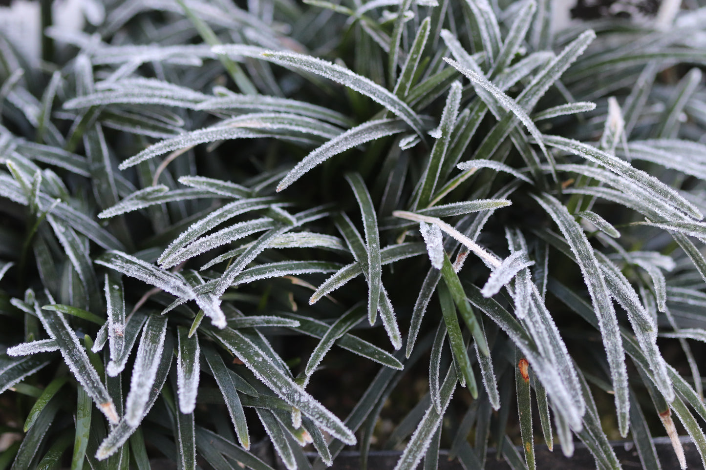 Ophiopogon japonicus var. nana 'Minor'