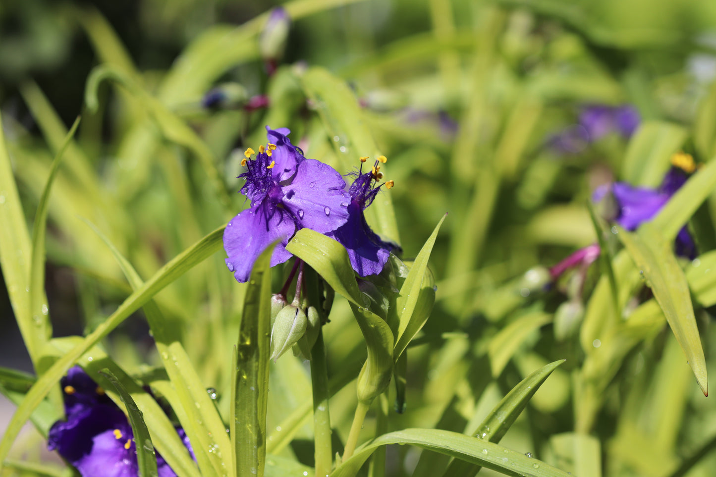 *RETAIL - Tradescantia 'Blue & Gold'