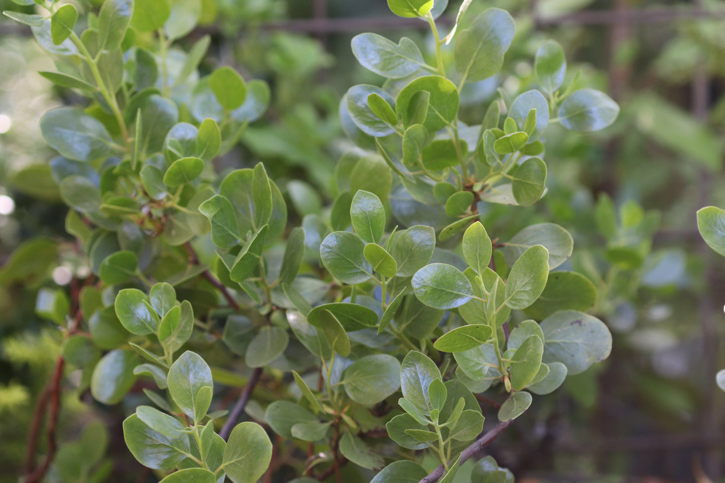*RETAIL - Arctostaphylos manzanita 'Red Stem'