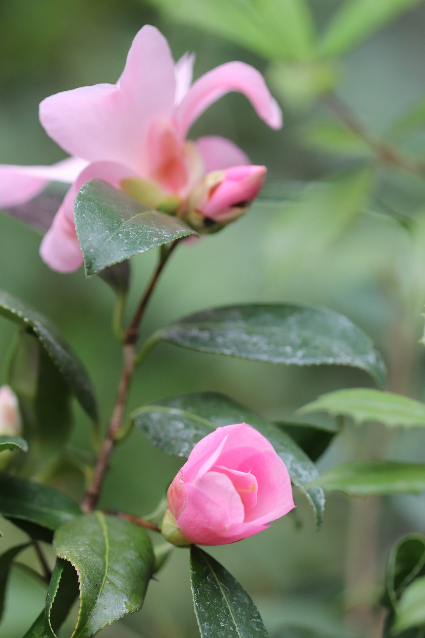 *RETAIL - Camellia japonica 'Flirtation'