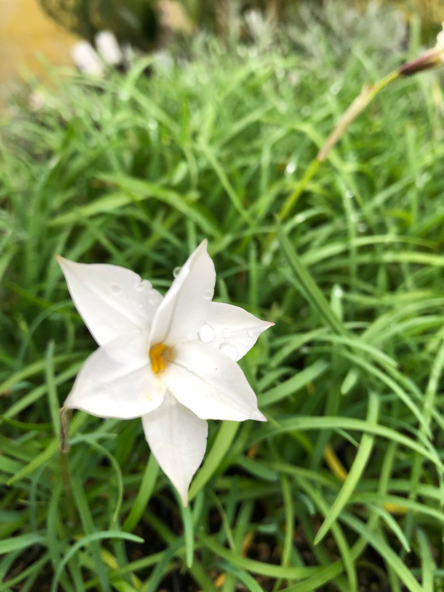 *RETAIL - Ipheion 'Alberto Castillo'
