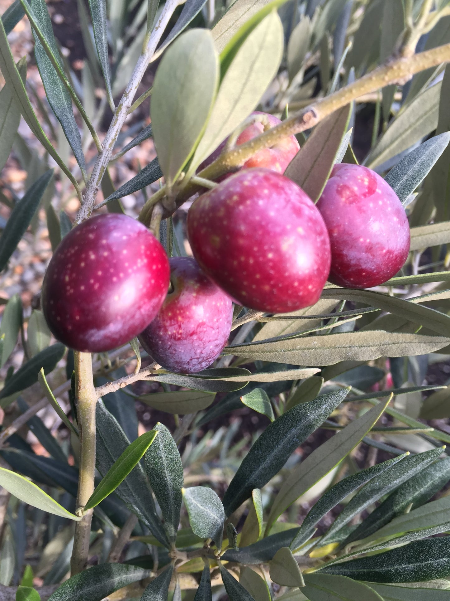 *RETAIL - Olea europaea 'Ascolana Dura'