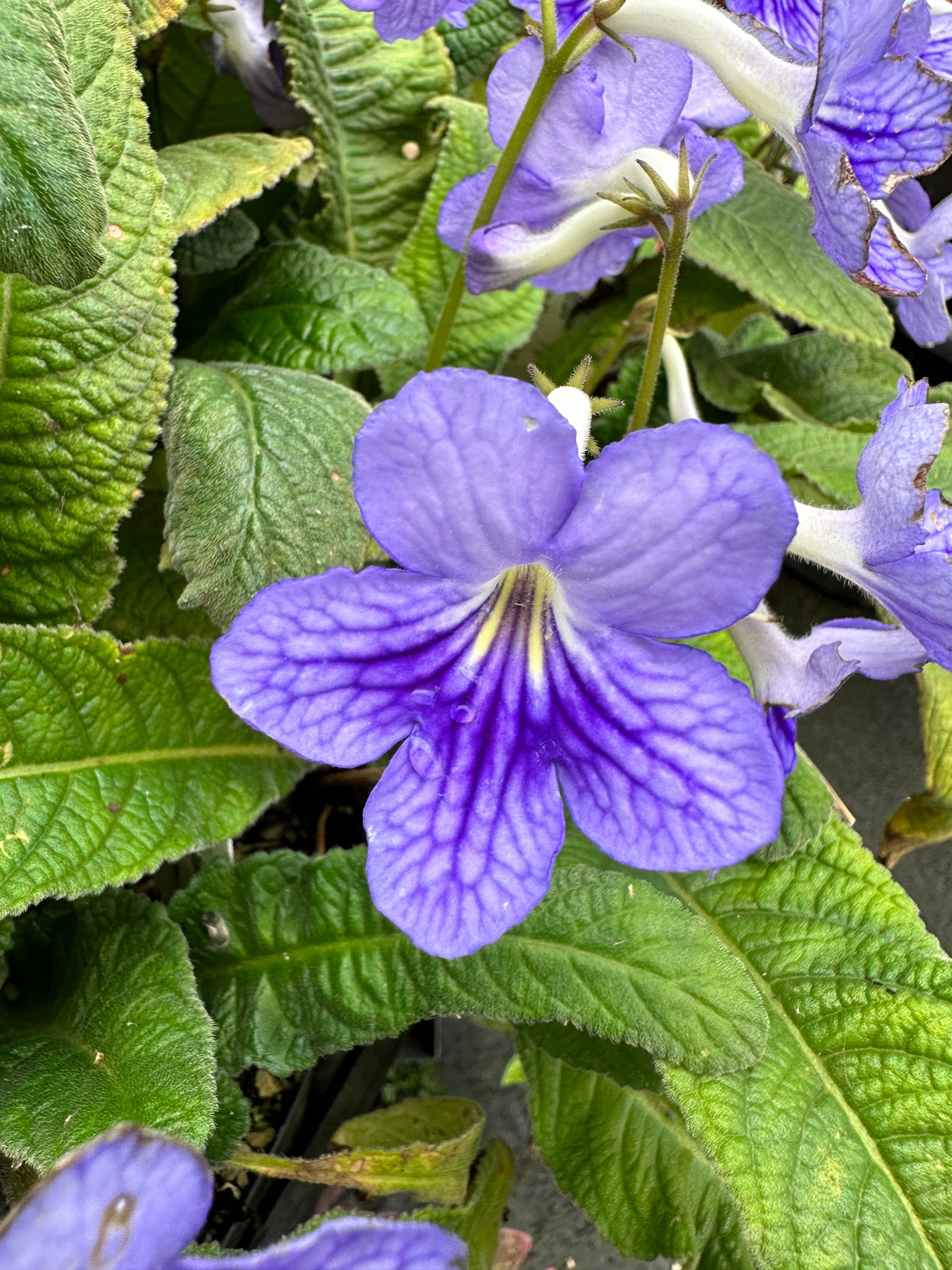 A Streptocarpus 'Bethan' plant with vibrant purple flowers and green leaves.
