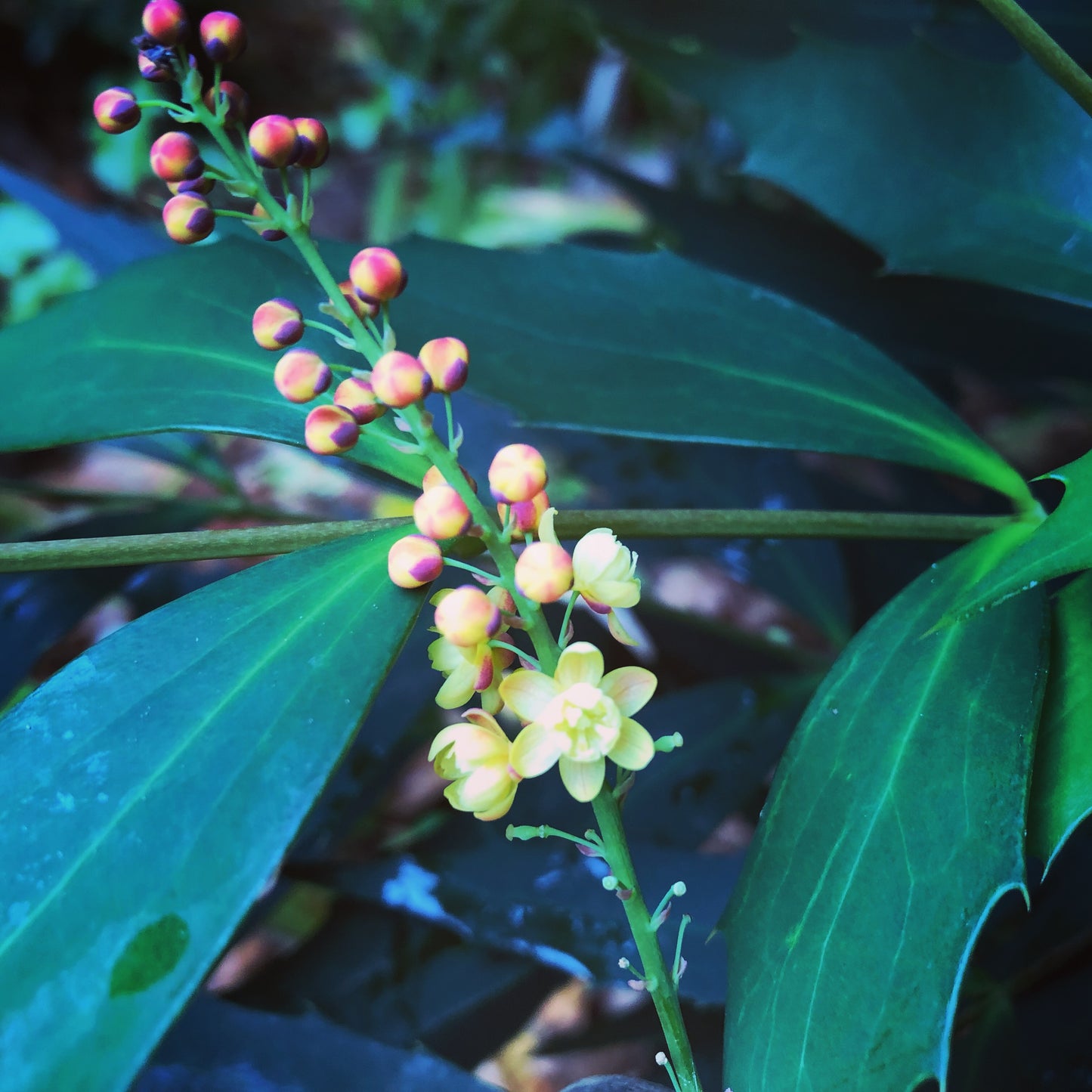 Mahonia gracilipes