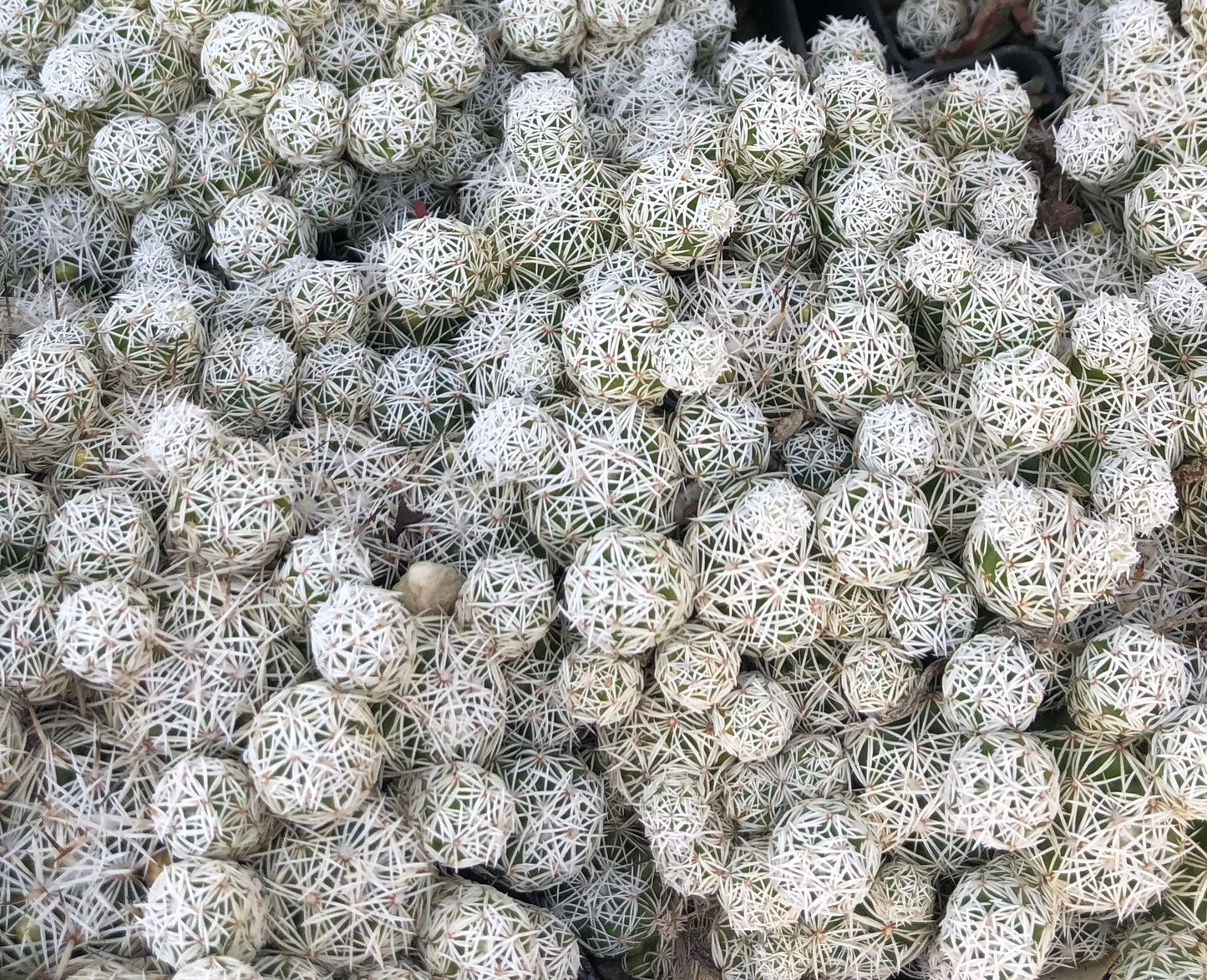 Mammillaria gracilis