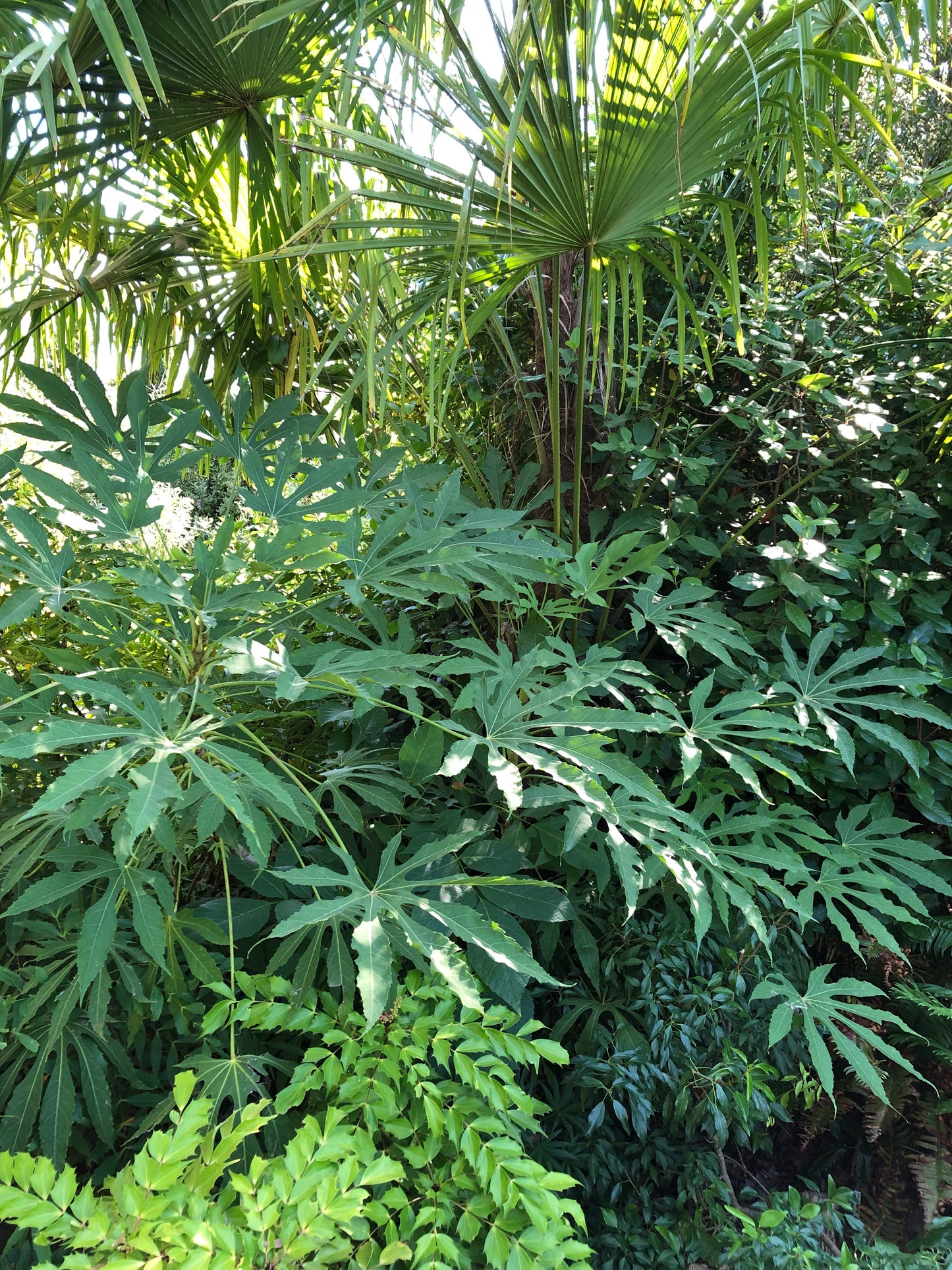 *RETAIL - Fatsia polycarpa ‘Needham's Lace’