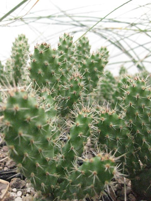 prickly pear cactus alberta Opuntia 'Achy Breaky' – Cistus Nursery