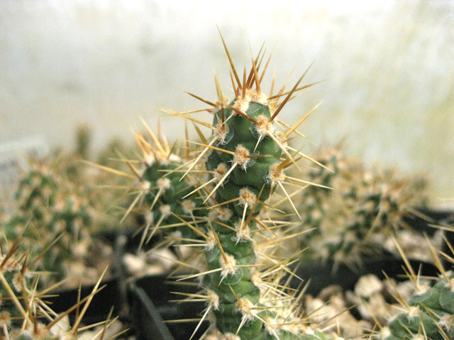 *RETAIL - Opuntia fragilis - dwarf golden
