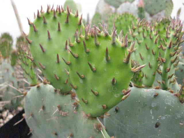 prickly pear cactus oklahoma Opuntia gilvescens 'Oklahoma Pancake'