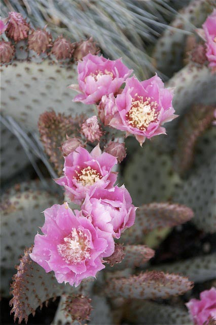 beavertail prickly pear cactus Opuntia basilaris 'Peachy' – Cistus Nursery