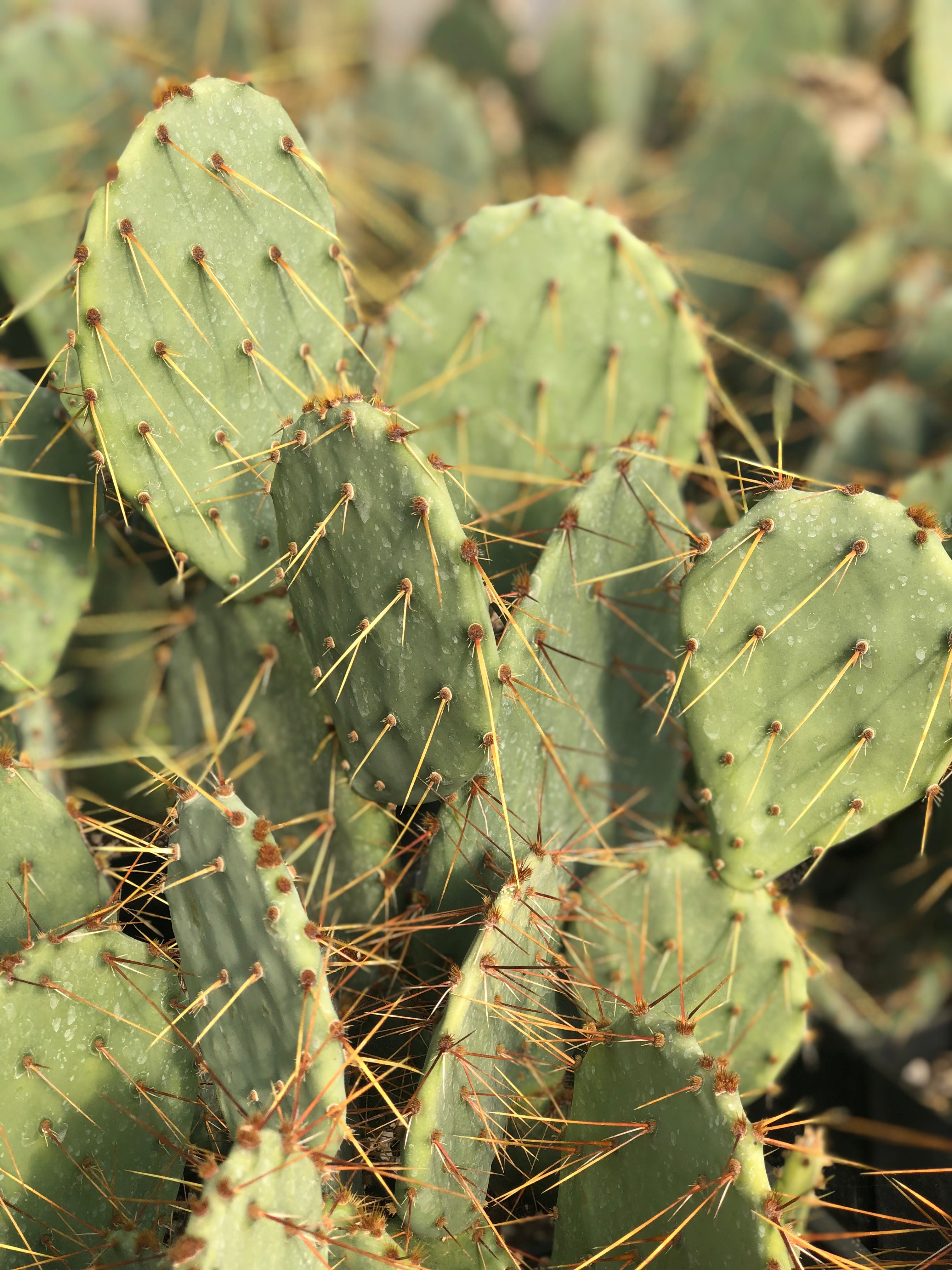 prickly pear cactus Opuntia engelmannii