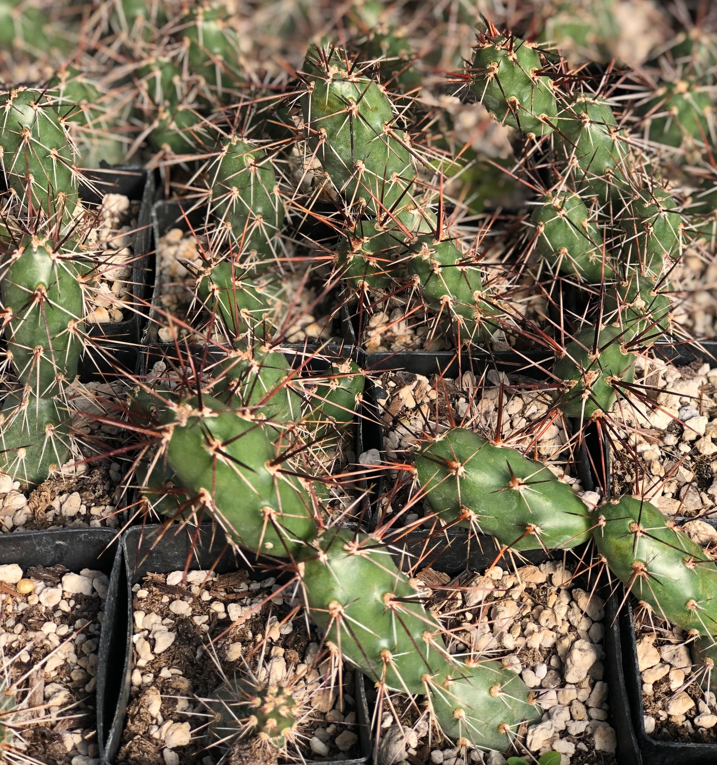 Opuntia fragilis 'Red N Black'