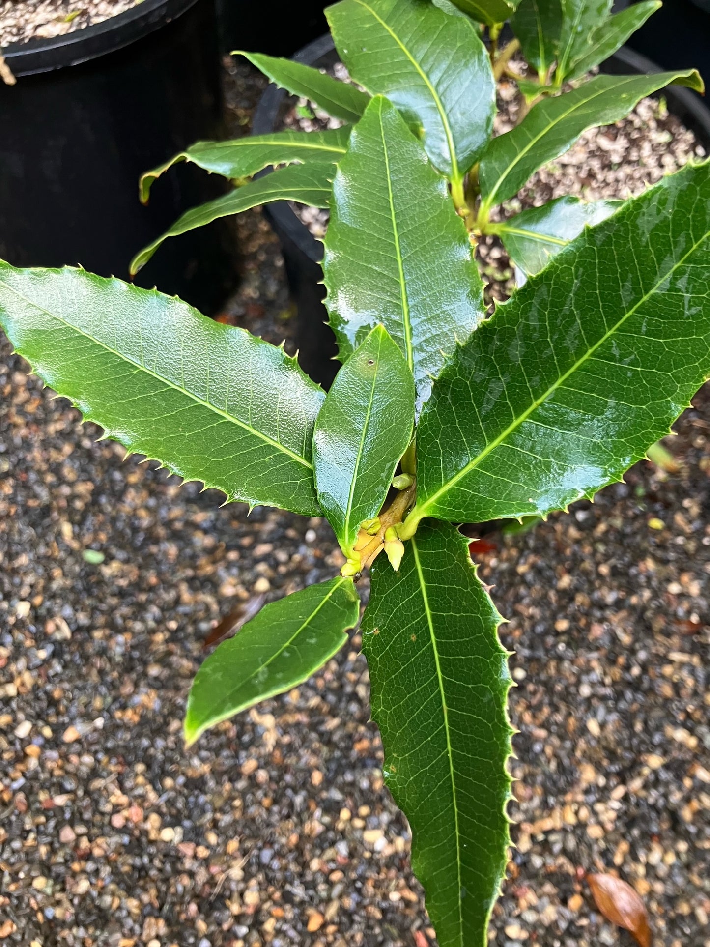 *RETAIL - Osmanthus yunnanensis