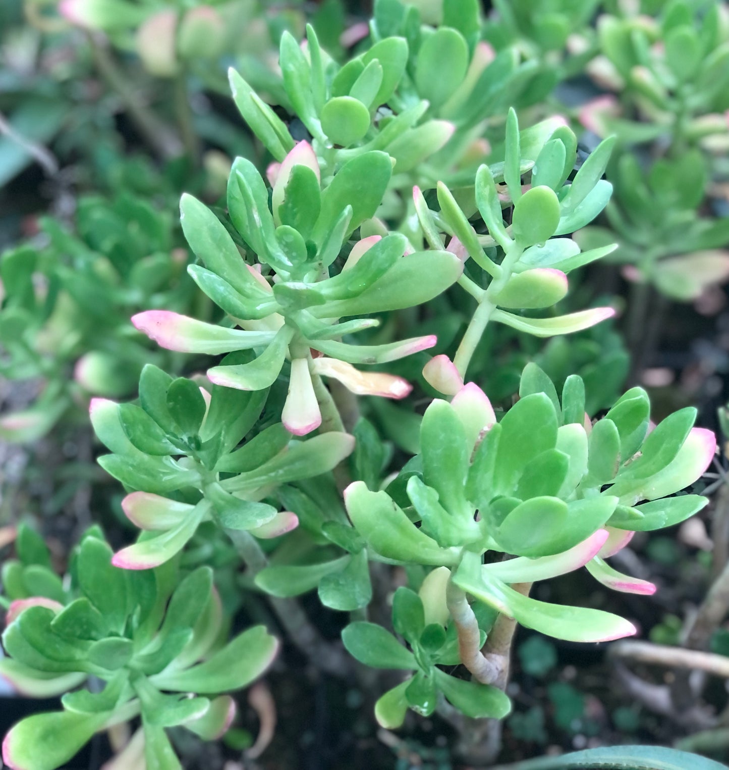 Sedum dendroideum