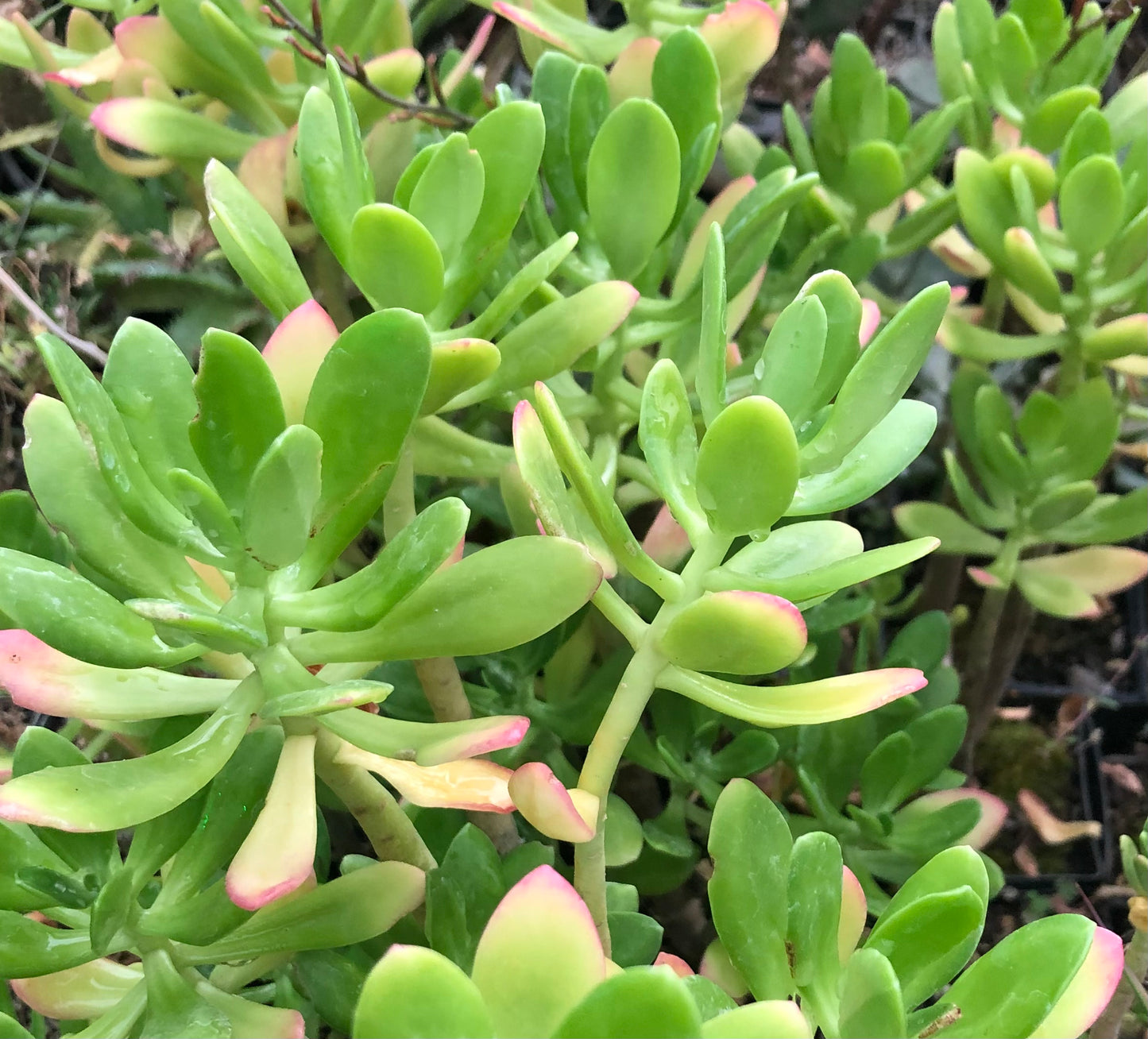 Sedum dendroideum