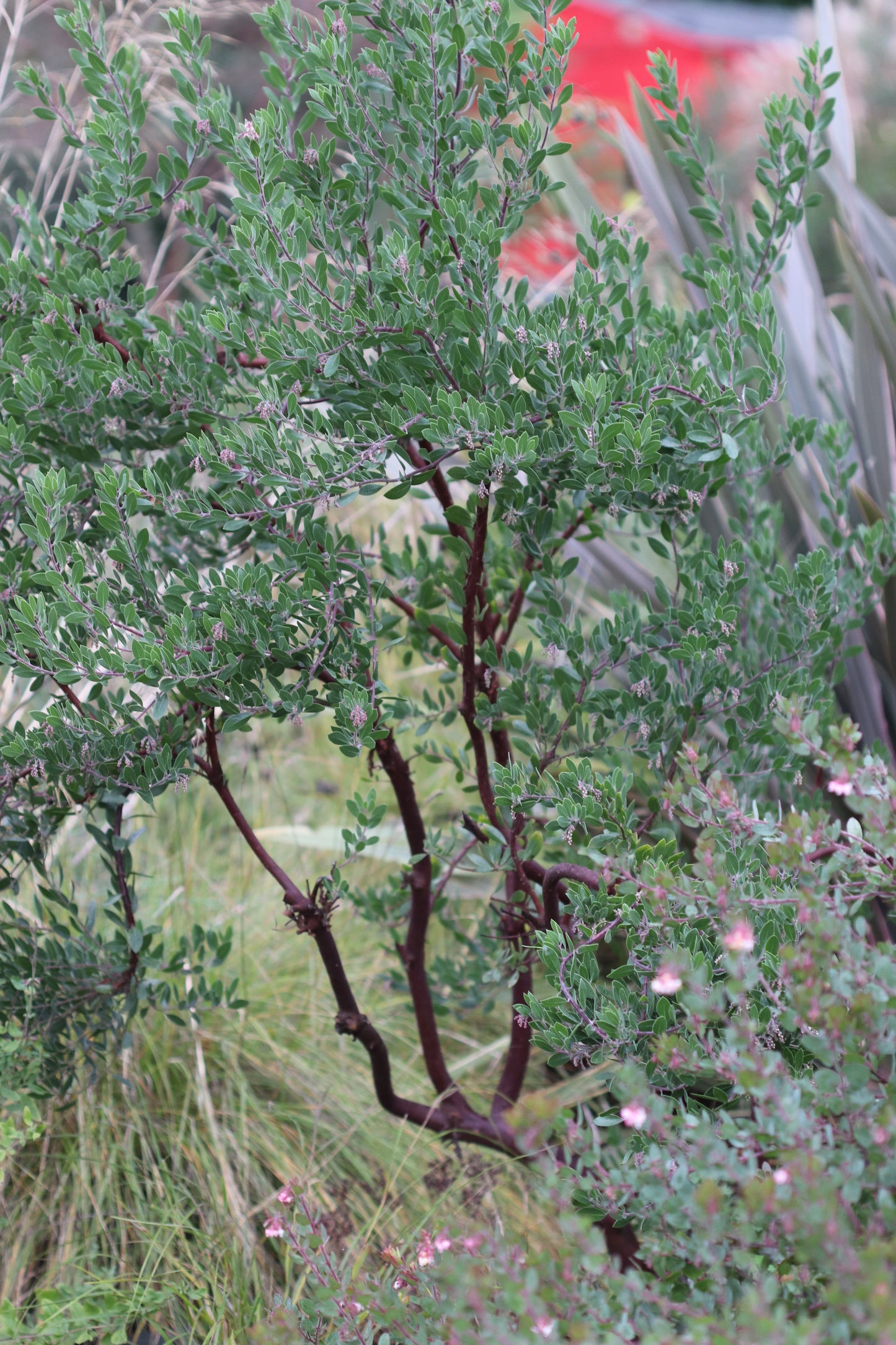 Arctostaphylos densiflora ‘Howard McMinn’