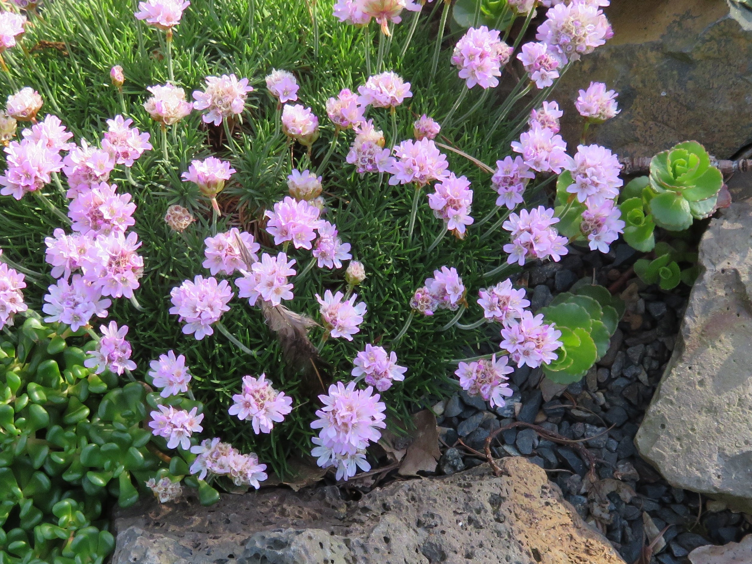 RETAIL - Armeria maritima 'Victor Reiter' – Cistus Nursery