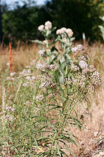 *RETAIL - Asclepias fascicularis