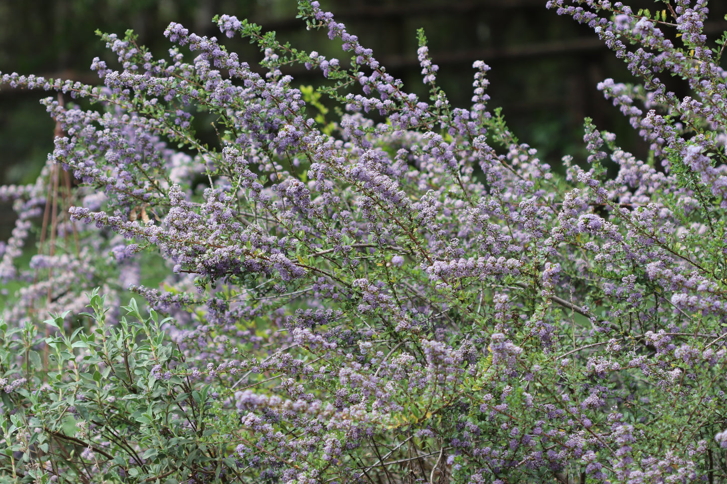 *RETAIL - Ceanothus 'Blue Jeans'