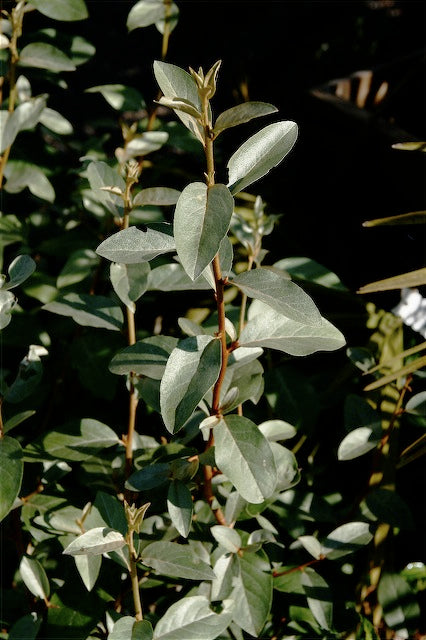 Elaeagnus 'Quicksilver'
