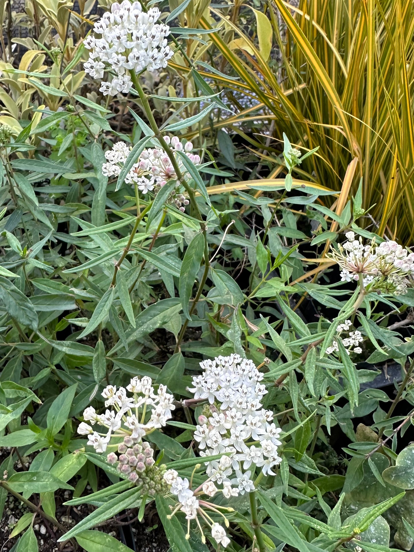 Asclepias texana