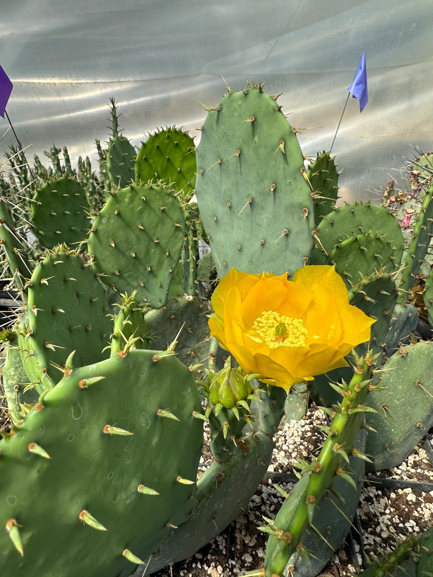 *RETAIL - Opuntia engelmannii 'O'