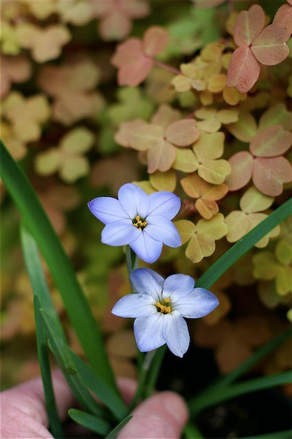 *RETAIL - Ipheion uniflorum 'Rolf Fieldler'