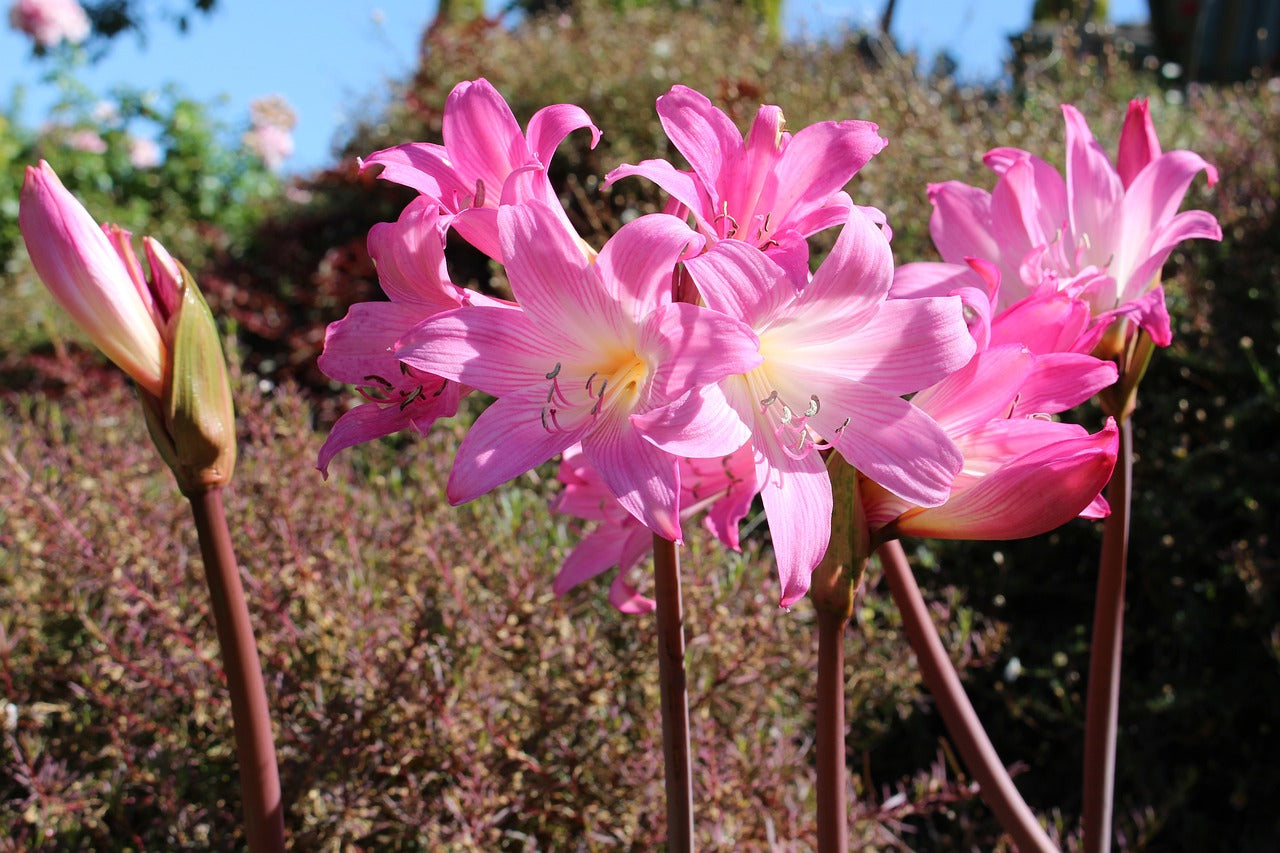 Amaryllis belladonna - Historic West Coast clone