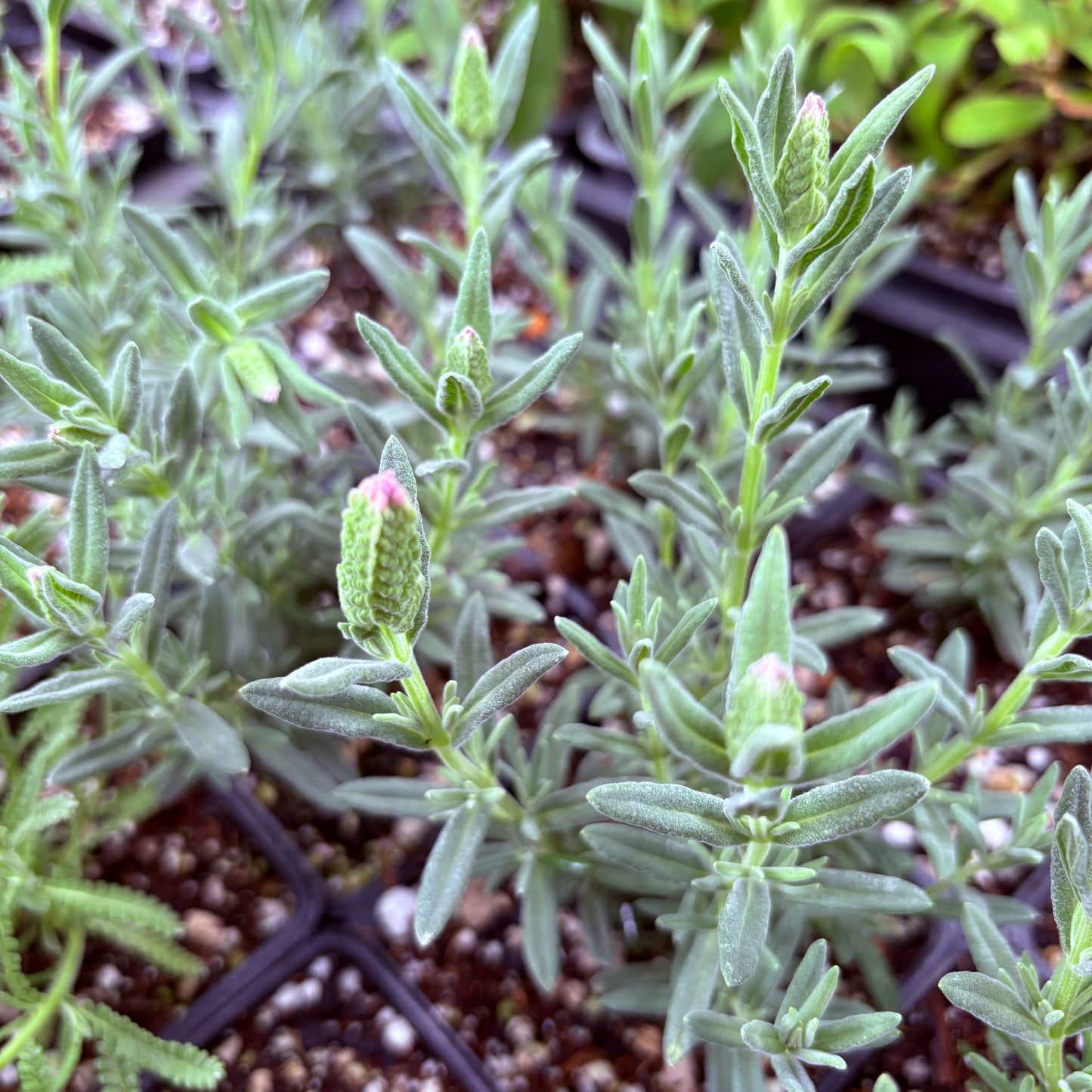 *RETAIL - Lavandula stoechas 'Tickled Pink'