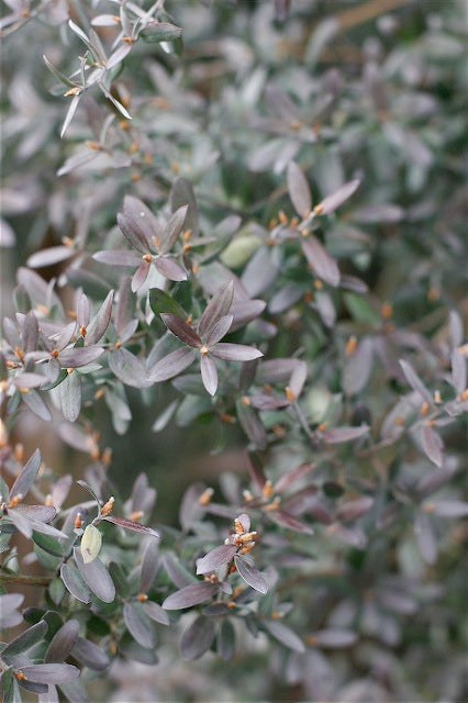 *RETAIL - Leptospermum grandifolium