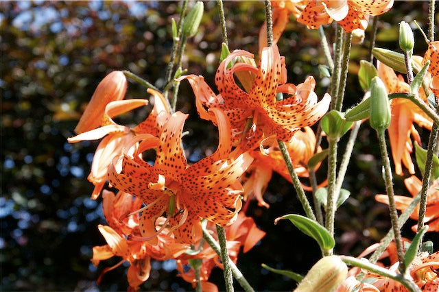 double bloom tiger lily Lilium lancifolium 'Flore Pleno'