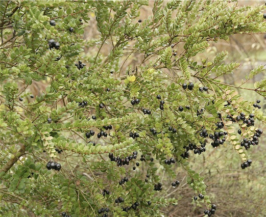 Luma apiculata