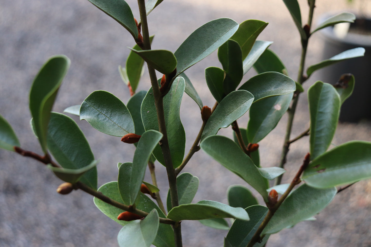 *RETAIL - Magnolia laevifolia 'Warm Fuzzies'